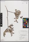 Foto von Salix cantabrica Rech. f.
